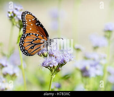 Papillon Danaus gilippus (Queen) se nourrissant de Greggs (Mistflowers Conoclinium greggii) à l'automne Banque D'Images