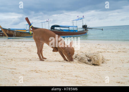 Heureux mignon chiot miniature pinscher gingembre debout sur la plage de sable tropicale sur la magnifique mer, ciel et bateaux background Banque D'Images