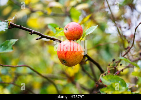 Une paire de manger des pommes rouge rose et le mûrissement de plus en plus sur la branche d'un pommier à l'automne dans le sud de l'Angleterre Banque D'Images