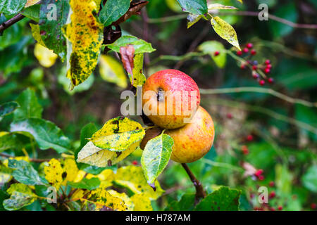 Une paire de manger des pommes rouge rose et le mûrissement de plus en plus sur la branche d'un pommier à l'automne dans le sud de l'Angleterre Banque D'Images