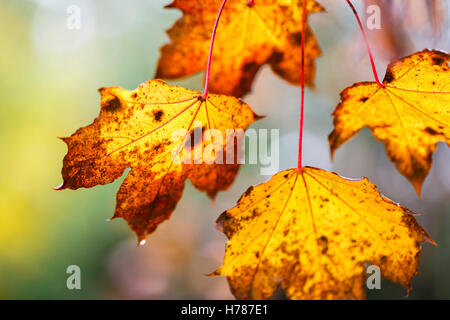 Wet sycomore (Acer pseudoplatanus) laisse en jaune et marron couleurs d'automne avec une goutte d'eau dans le sud de l'Angleterre Banque D'Images