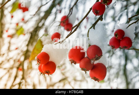 Sur les branches des buissons de baies d'aubépine baies rouges mûres pendre, couverts avec la première chute de neige. Banque D'Images