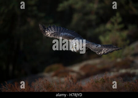 Chouette lapone Strix nebulosa ( vol ), la chasse au-dessus d'une clairière, au bord de forêt boréale, vol à voile sans bruit. Banque D'Images