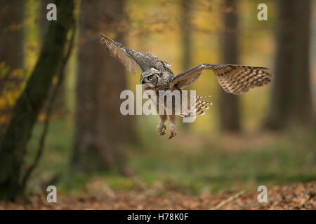 Grand Duc hibou / Virginia-Uhu / Tiger ( Bubo virginianus ) voler dans un bois de couleur d'automne, golden Octobre. Banque D'Images