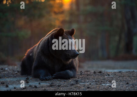 Ours brun européen / Braunbaer ( Ursus arctos ) reposant dans la belle lumière du matin, beau contre-jour, vue frontale. Banque D'Images