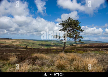 Dans la haute lande Egton North York Moors Banque D'Images