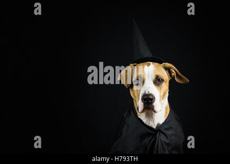 Chien en costume d'halloween. Chiot déguisés en sorcière pour halloween portant chapeau noir et une blouse posant devant un fond sombre Banque D'Images