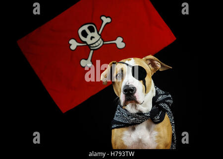 Chien en costume de pirate. Chiot déguisés pour l'halloween comme un pirate borgne devant un fond noir et rouge du drapeau pirate Banque D'Images