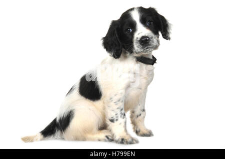 Un high key portrait d'un petit noir et blanc springer spaniel puppy. Banque D'Images