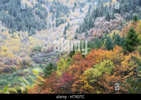 Feuillage d'Automne au Parc National Jiuzhaigou dans la province du Sichuan, Chine, en octobre 2016 Banque D'Images