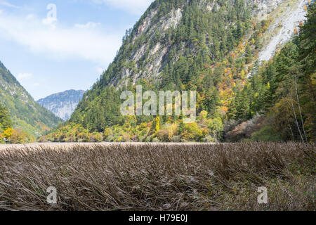 Lac de montagne rempli de roseaux avec fond à Jiuzhaigou Parc National dans la province du Sichuan, Chine, en octobre 2016 Banque D'Images