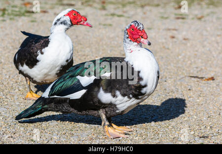 Paire de canards de Barbarie domestiqués (Cairina moschata) marche sur le sol en hiver dans le West Sussex, Angleterre, Royaume-Uni. Banque D'Images