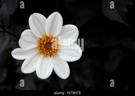 Single White Dahlia Banque D'Images