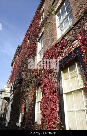 Maison de ville de style géorgien avec la vigne vierge rouge vers le haut du mur Banque D'Images