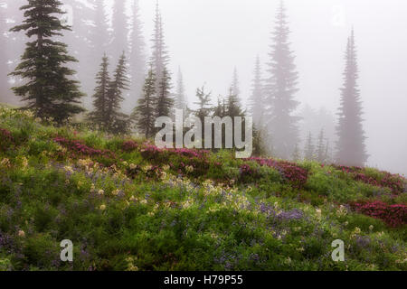Un épais brouillard et la rosée du matin s'accrochent à l'été de fleurs sauvages fleurissent au Paradise Meadow à Washington's Mt Rainier National Park. Banque D'Images