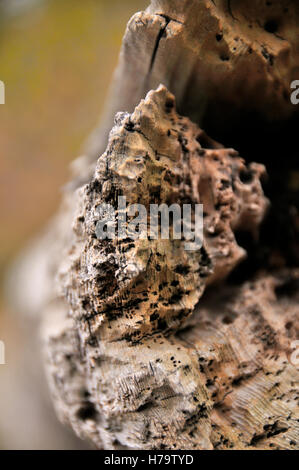 Close up photo de la fin d'une connexion pourrie. Banque D'Images