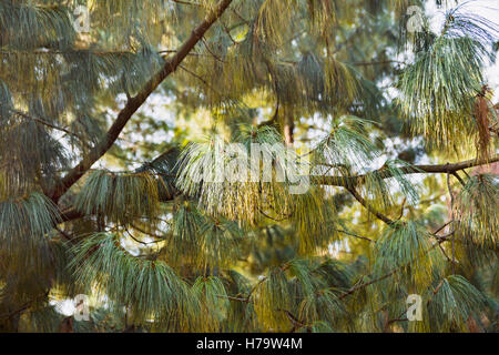 Brunch du pin entre ombres et lumières. Arrière-plan de la nature. Banque D'Images