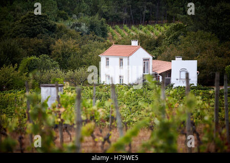 Quinta dos Roques vignoble dans la région de Portugal Dao Banque D'Images