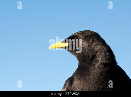 Alpine chough Pyrrhocorax graculus, portrait Banque D'Images