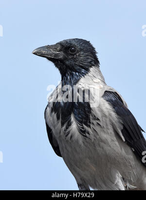 Hooded crow portrait. Banque D'Images