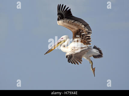 Great White Pelican, Young landing Banque D'Images