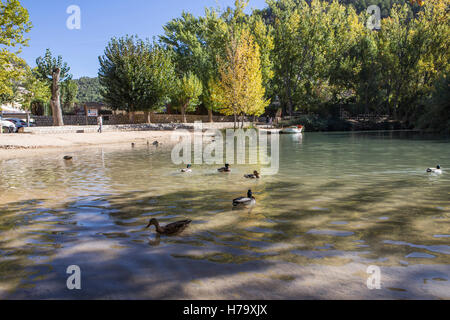 Zone de loisirs sur le fleuve Jucar,certains canards nager dans l'eau, prendre à Alcala del Jucar, province d'Albacete, Espagne Banque D'Images