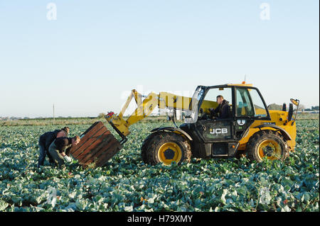 Les travailleurs migrants dans les choux picking le soleil du matin : Wigtoft, Lincolnshire Banque D'Images