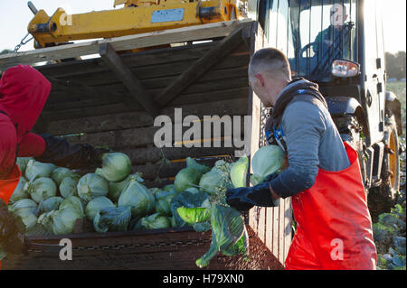 Les travailleurs migrants dans les choux picking le soleil du matin : Wigtoft, Lincolnshire Banque D'Images
