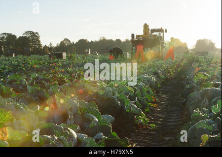 Les travailleurs migrants dans les choux picking le soleil du matin : Wigtoft, Lincolnshire Banque D'Images