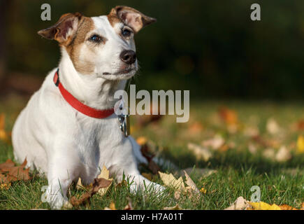 Jack Russell Terrier se trouve dans l'herbe parmi les feuilles d'automne Banque D'Images