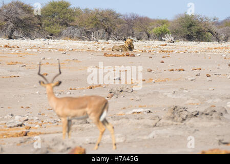 Jeune homme paresseux lion couché sur le sol dans la distance et à la recherche à l'Impala, flou au premier plan. La faune safar Banque D'Images