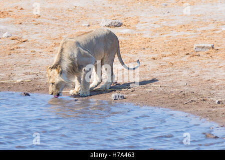Young male Lion boire d'eau à la lumière du jour. Wildlife Safari dans Etosha National Park, la principale destination touristique dans Nam Banque D'Images