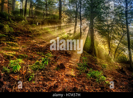 Rayons de Woodland Banque D'Images