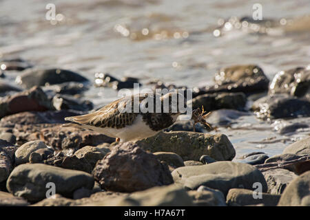 Arenaria interpres tournepierre à collier, l'alimentation, les jeunes sur le crabe sur les roches par la mer, Knott Fin sur Mer, Lancashire, England, UK Banque D'Images