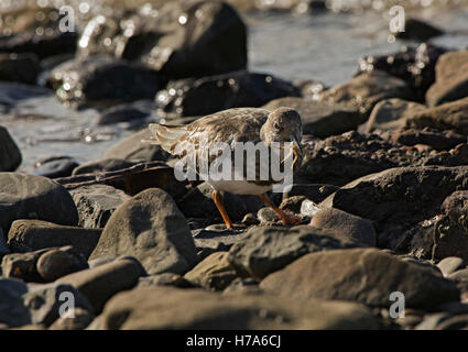 Arenaria interpres tournepierre à collier, l'alimentation, les jeunes sur le crabe sur les roches par la mer, Knott Fin sur Mer, Lancashire, England, UK Banque D'Images