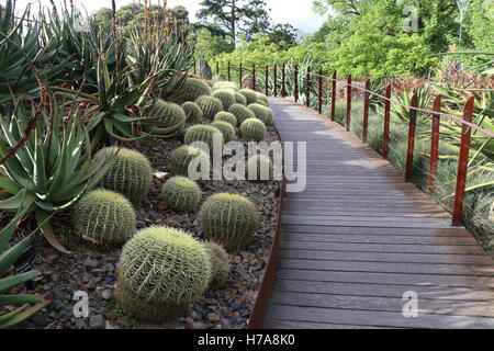 Golden Barrel Cactus, bateau à quille (gros) à Guilfoyle's Volcano dans les Royal Botanic Gardens de Melbourne. Banque D'Images