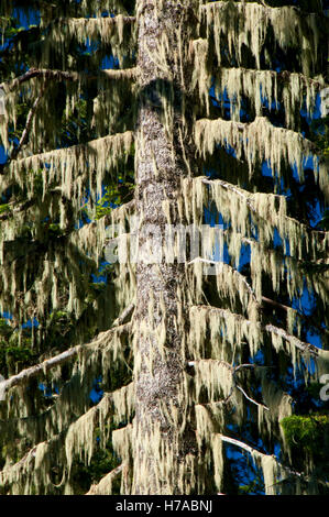 Le sapin gracieux, Pass-McSantiam Pass Kenzie National Scenic Byway, forêt nationale de Willamette, Oregon Banque D'Images