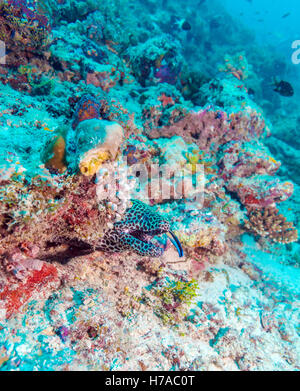 La murène Gymnothorax favagineus (HONEYCOMB) coin dans le trou du récif, Maldives Banque D'Images