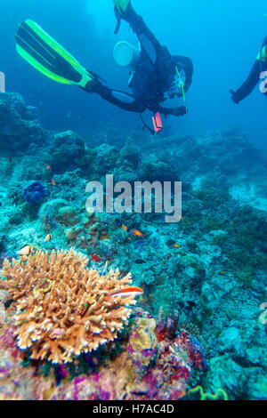 Paysage sous-marin avec les coraux corne de pierre et les plongeurs, Maldives Banque D'Images