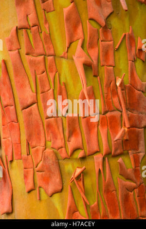 L'écorce de madrone, Diamond Drive, forêt nationale de Willamette, Oregon Banque D'Images