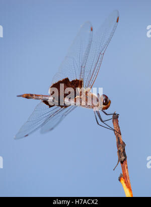 Libellule sur une branche avec orange et brun. Banque D'Images