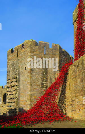 Fenêtre pleurant Memorial Pavot Château de Caernarfon Banque D'Images