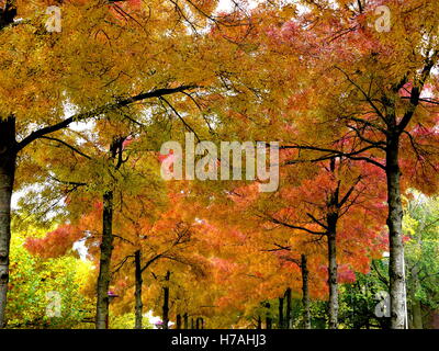 Rue bordée d'arbres avec les feuilles d'automne colorés en rouge, jaune et orange à Amsterdam, Hollande Banque D'Images