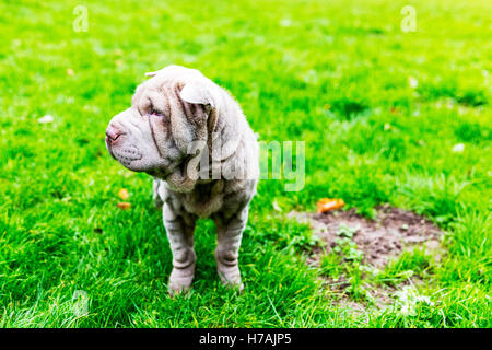 Les Chinois Shar-Pei chiot mignon face ridée rides chien canin Banque D'Images