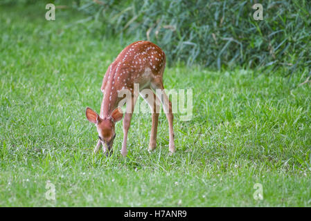 Biche de Virginie Banque D'Images