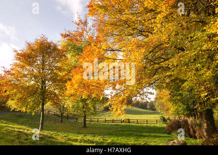 Les hêtres en fin d'après-midi près de la lumière du soleil d'automne Turkdean. Cotswolds, Gloucestershire, Angleterre Banque D'Images