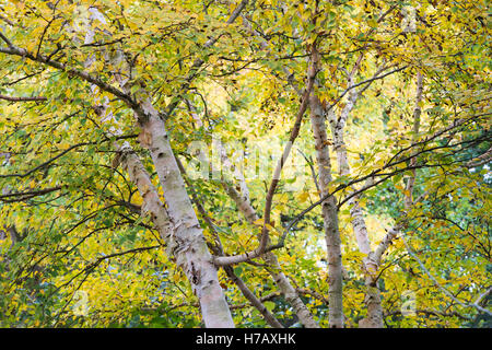 Le Betula ermanii grayswood hill. Bouleau Ermans Grayswood Hill en automne les feuilles des arbres changent de couleur Banque D'Images