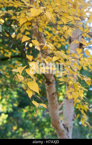 Le Betula ermanii grayswood hill. Bouleau Ermans Grayswood Hill en automne les feuilles des arbres changent de couleur Banque D'Images