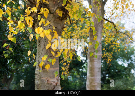 Le Betula ermanii grayswood hill. Bouleau Ermans Grayswood Hill en automne les feuilles des arbres changent de couleur Banque D'Images