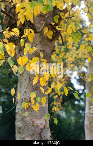 Le Betula ermanii grayswood hill. Bouleau Ermans Grayswood Hill en automne les feuilles des arbres changent de couleur Banque D'Images